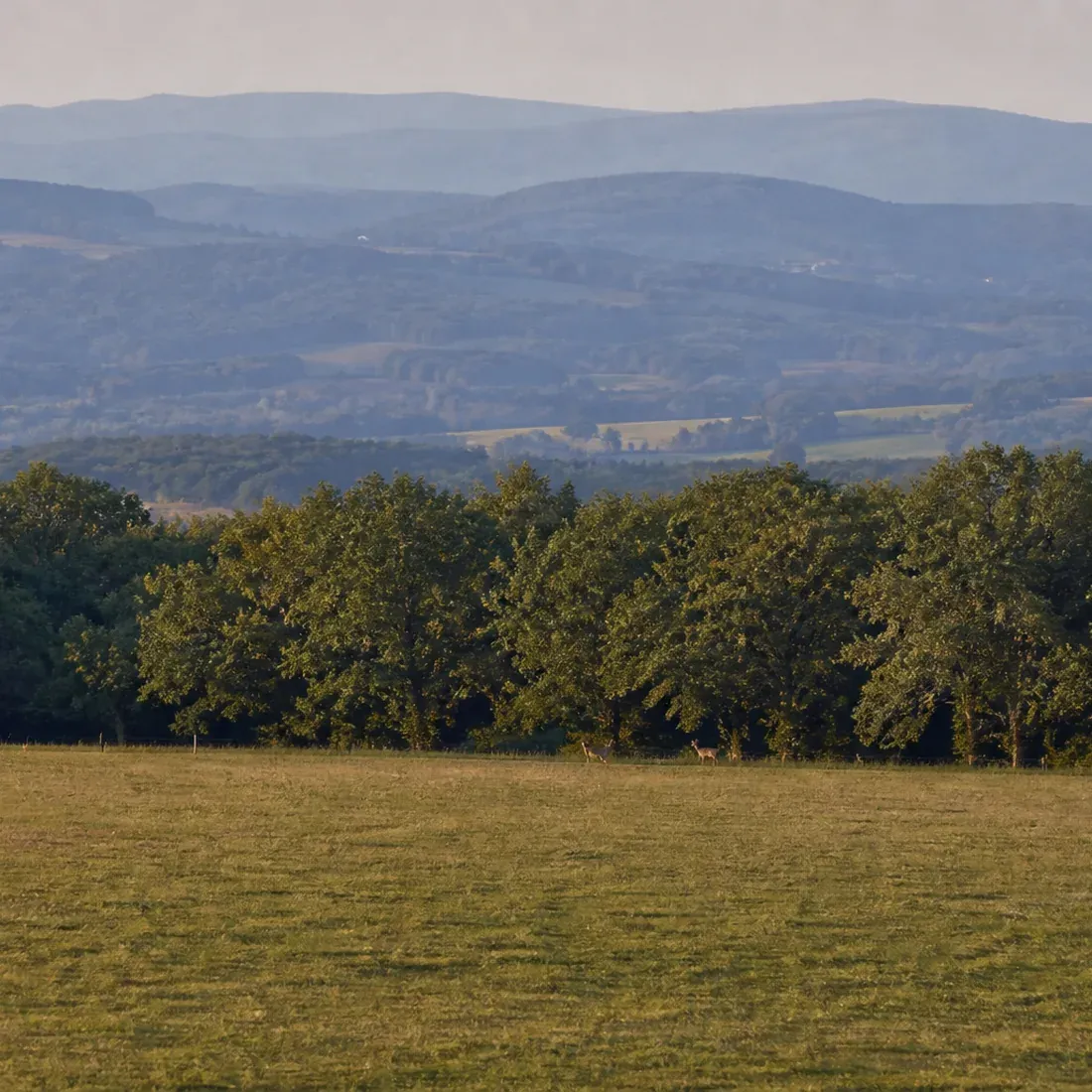 Comprendre les chiffres des jumelles, un par un